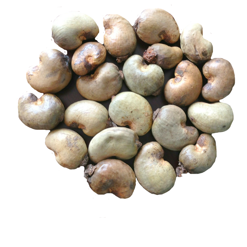 cashew